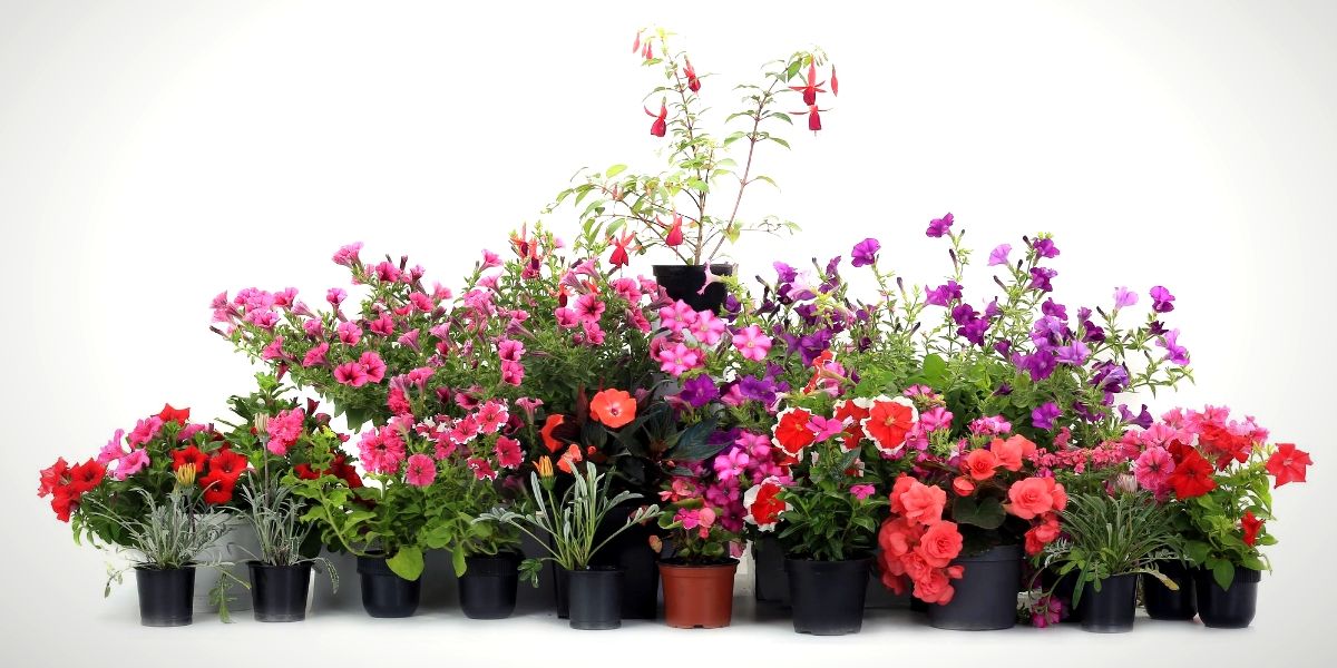 Tipo de Vasos para plantar