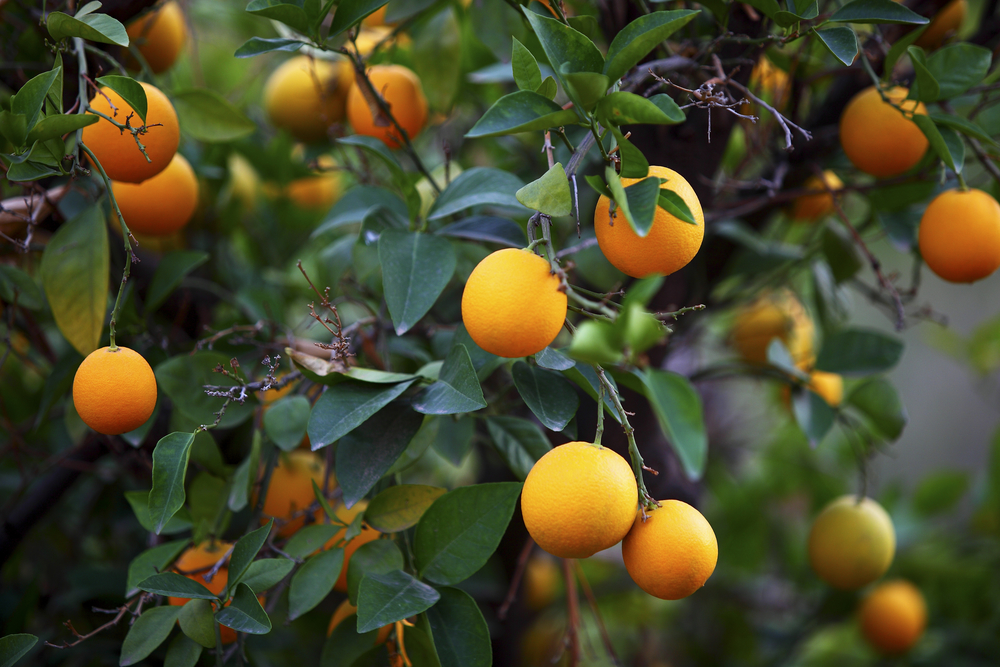 Árvores Frutíferas em Vasos
