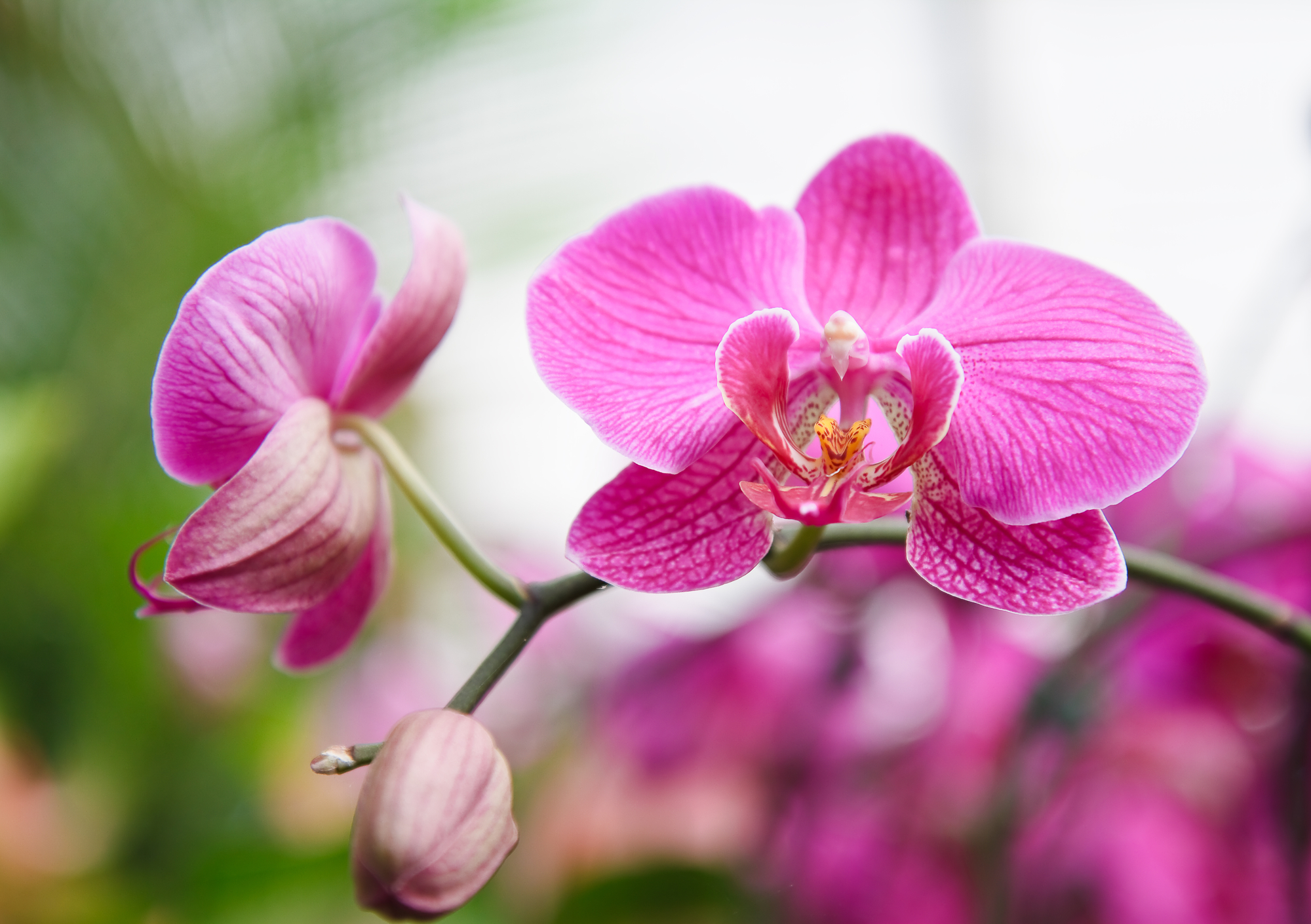 Como Cuidar das Orquídeas Phalaenopsis na Primavera