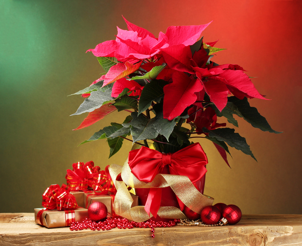 Poinsétia: A Flor do Natal – Ecovaso