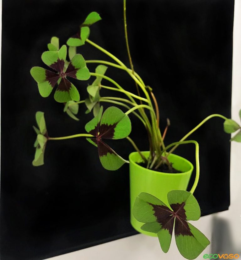 TrevodeQuatroFolhas O Amuleto da Sorte Ecovaso TrevodeQuatroFolhas O Amuleto da Sorte Ecovaso