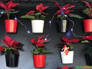 Poinsétia: A Flor do Natal – Ecovaso